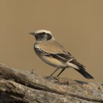 Desert Wheatear