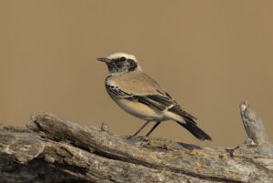 Desert Wheatear