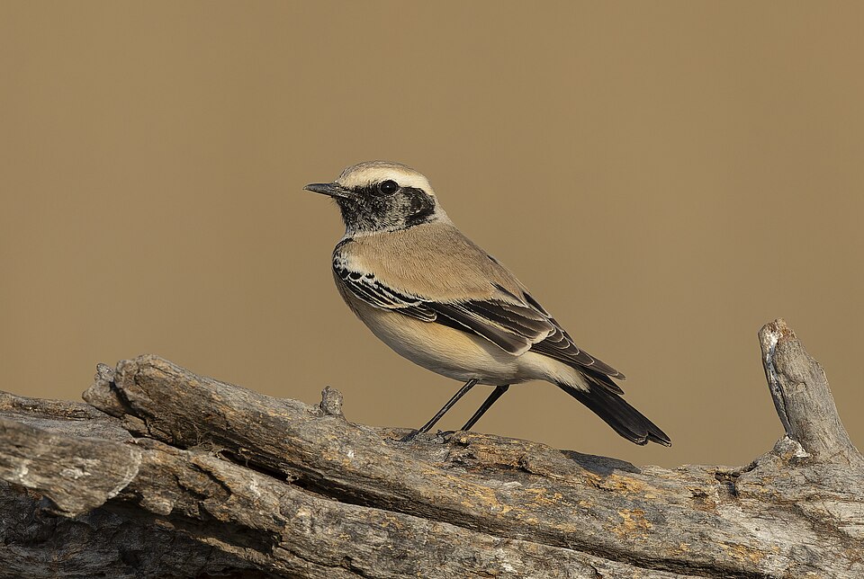 Desert Wheatear