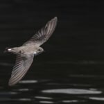Crag Martin