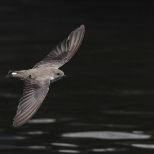 960px-Eurasian_Crag_Martin_2025_07_22 Crag Martin