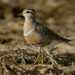 Dotterel