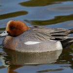 Eurasian Wigeon