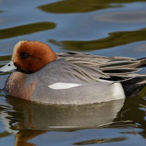 Eurasian wigeon in Sakai, Osaka, February 2016. Eurasian Wigeon