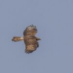 Honey-buzzard
