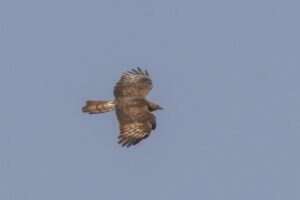 Honey Buzzard