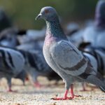 Feral Pigeon