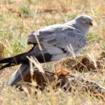 Montagu’s Harrier
