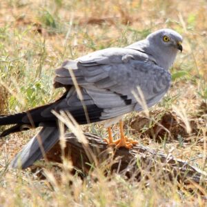 960px-Flickr_-_don_macauley_-_Bird_015 Montagu’s Harrier