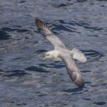 Fulmar