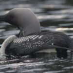 Black-throated Diver