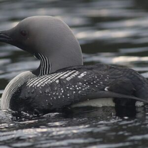 960px-Gavia_arctica_431603954 Black-throated Diver