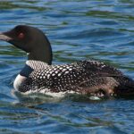 Great Northern Diver