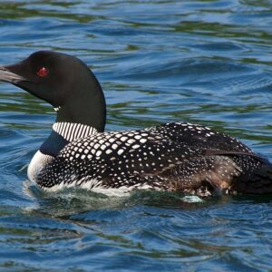 Great Northern Diver