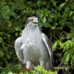 Goshawk