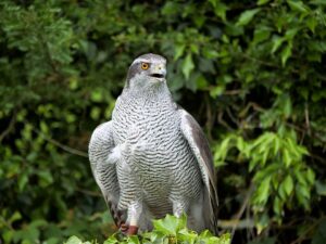 Goshawk