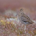 Great Snipe
