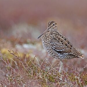 960px-Great_Snipe_(Gallinago_media)_in_Sweden Great Snipe