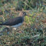 Green Sandpiper