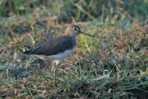green sandpiper