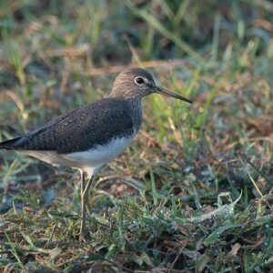 960px-Green_sandpiper_(Tringa_ochropus)_in_Patiala green sandpiper