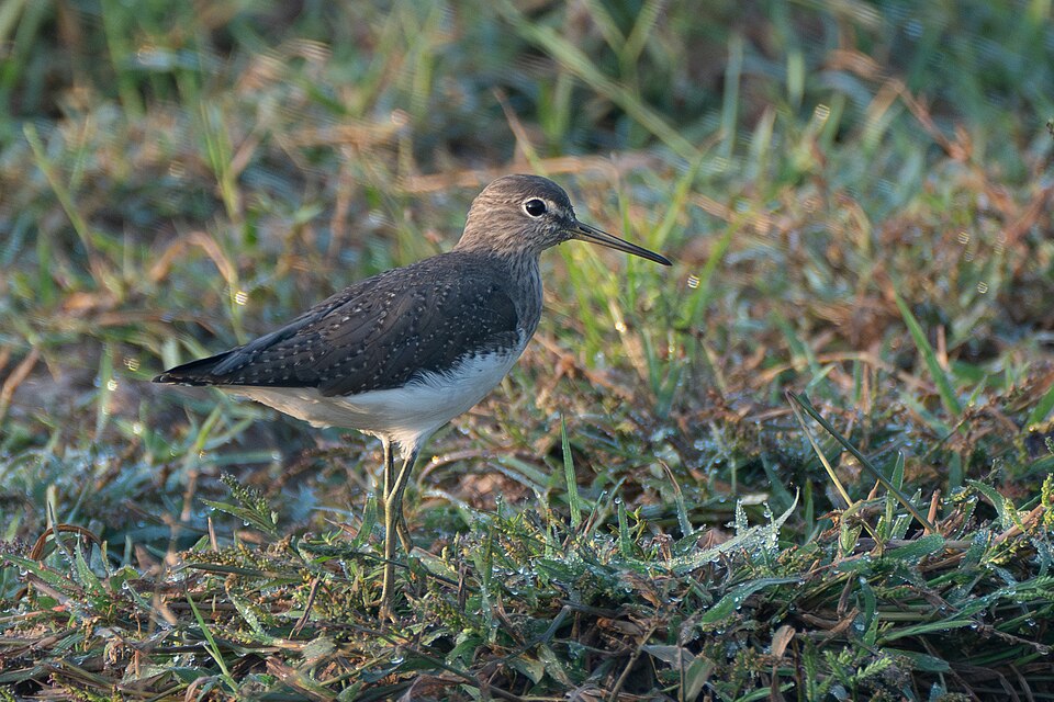 green sandpiper