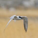 Gull-billed Tern