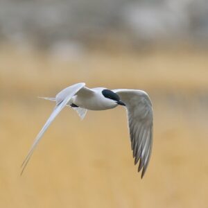 Gull-billed Tern