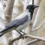 Hooded Crow