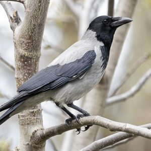 960px-Hooded_Crow_(Corvus_cornix)_City_Park,_Skopje,_North_Macedonia Hooded Crow