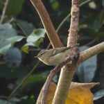 Hume’s Warbler