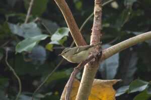 Humes_Warbler