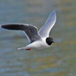 Little Gull