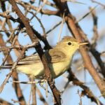 Icterine Warbler