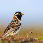 Lapland Bunting