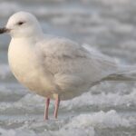 Iceland Gull