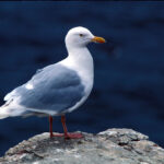 Glaucous Gull