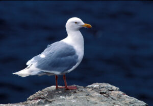 Glaucous Gull