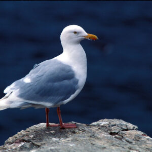 Glaucous Gull Glaucous Gull