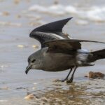 Leach’s Petrel