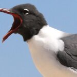 Laughing Gull