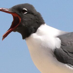 Laughing Gull