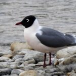 Franklin’s Gull
