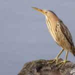 Little Bittern