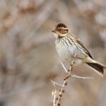 Little Bunting