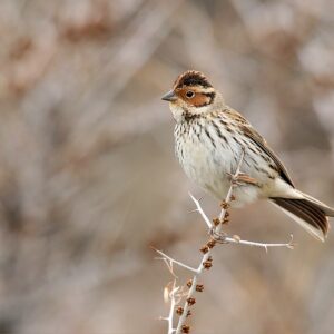 Little Bunting