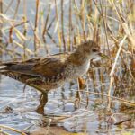 Little Crake