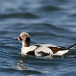 Long-tailed Duck