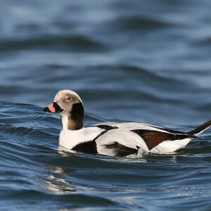 Long-tailed Duck