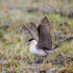 Long-tailed Skua